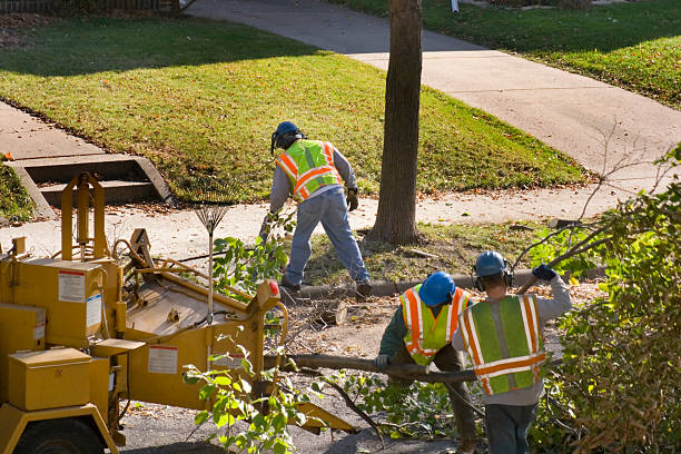 Tree and Shrub Care in Clifton, IL